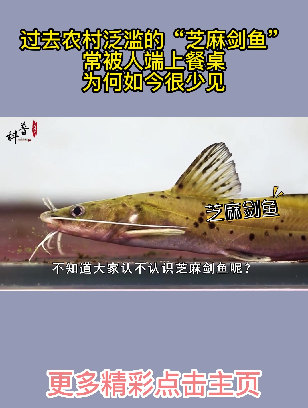过去农村泛滥的“芝麻剑鱼”,常被人端上餐桌,为何如今很少见?