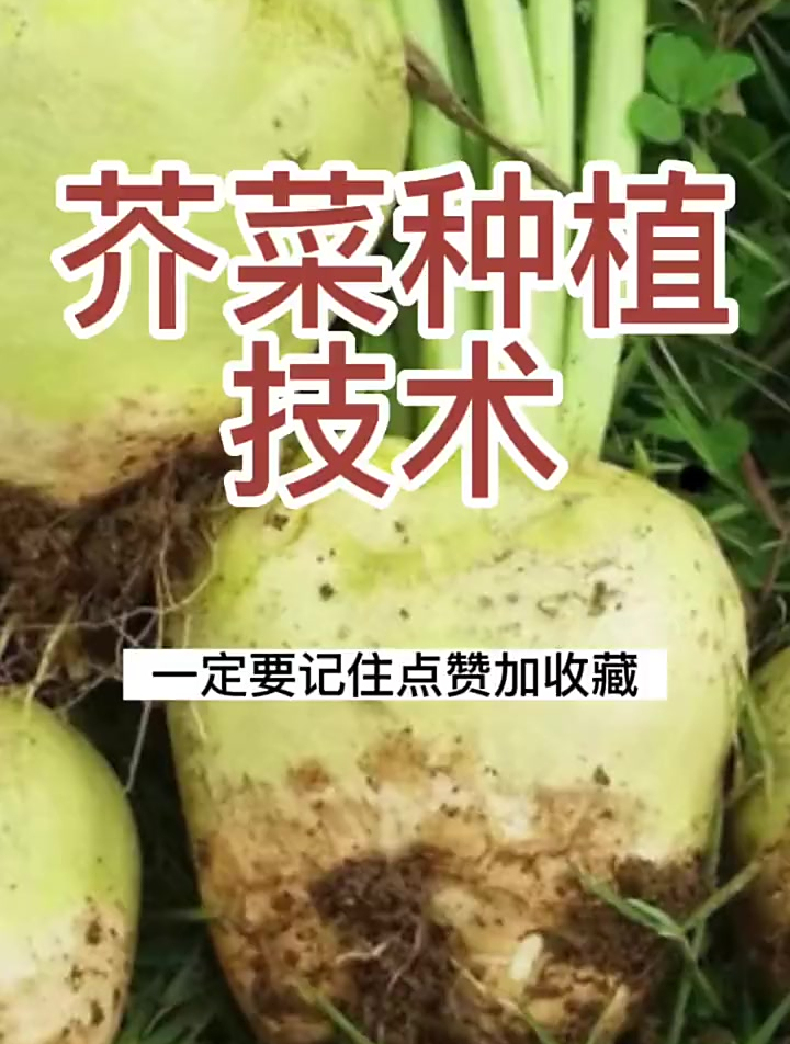 老品种芥菜疙瘩种植技巧