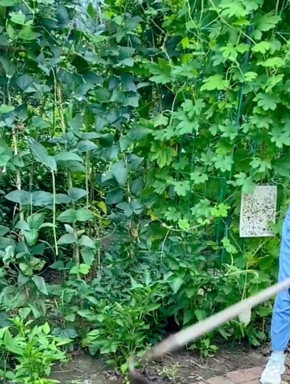 种子撒播并不简单,菜农教你正确播种方式,种出的菜产量更高!