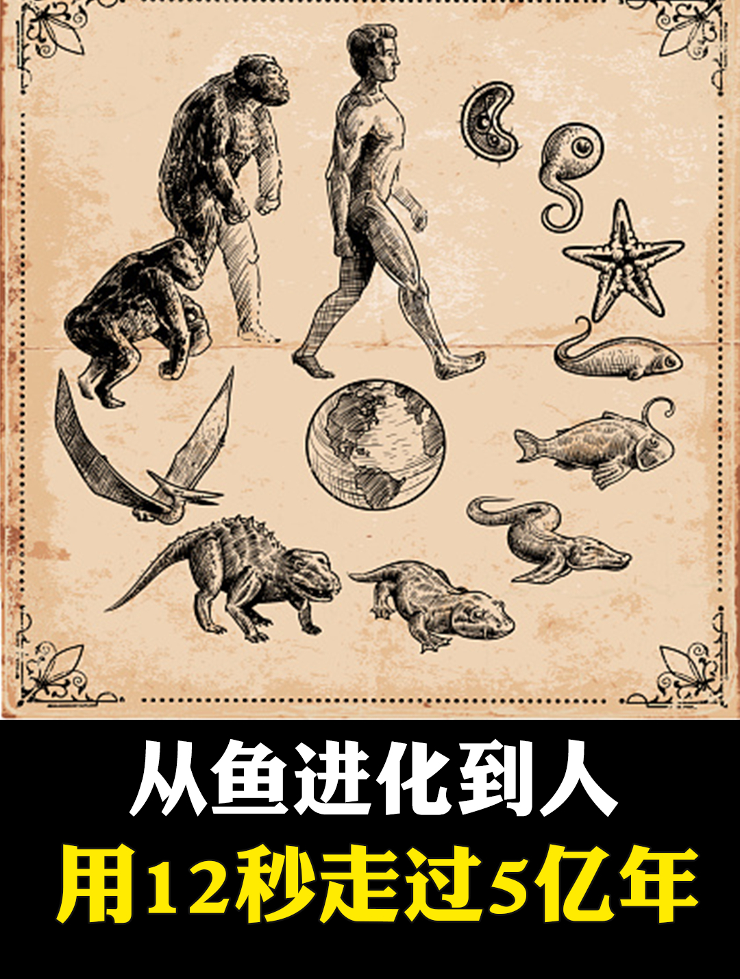 用12秒看完从鱼进化到人的全过程