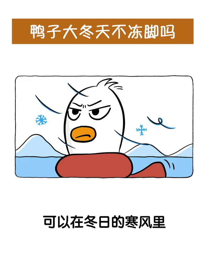 大冬天的,鸭子站在河里不觉得冻脚吗?
