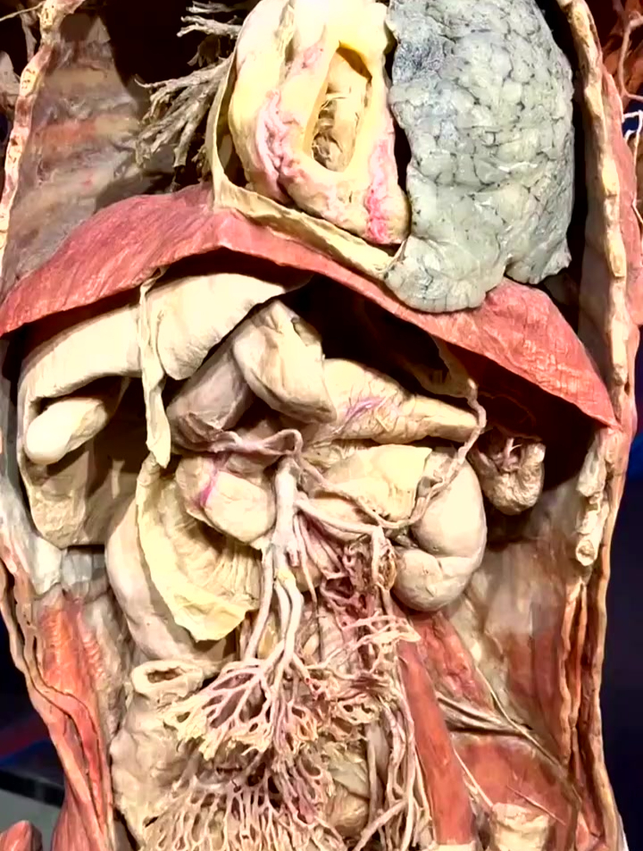科普标本,人体神奇的内部世界