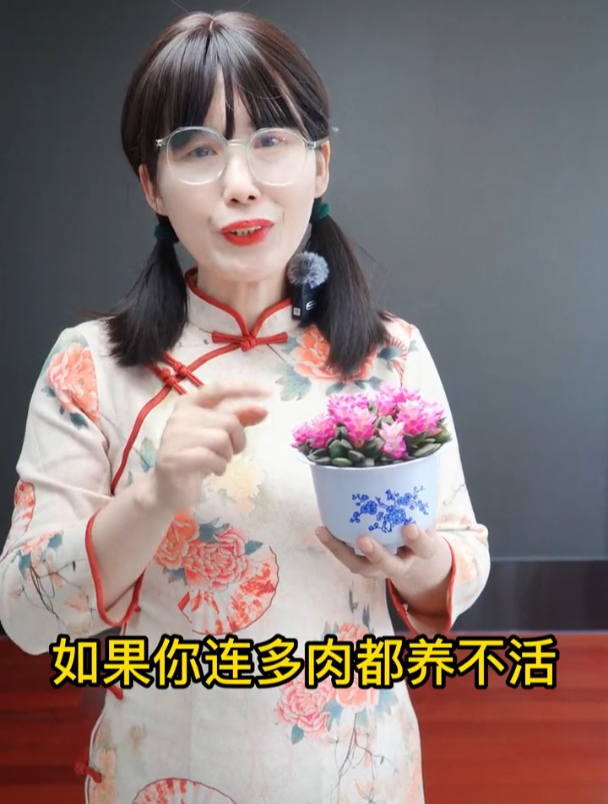 花卉绿植:养一盆吹雪之松锦,颠覆你对出锦多肉不好养的偏见!