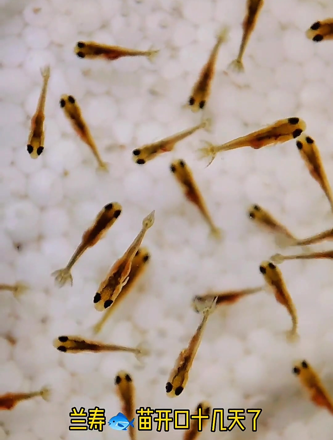 给兰寿鱼苗挑一挑吧