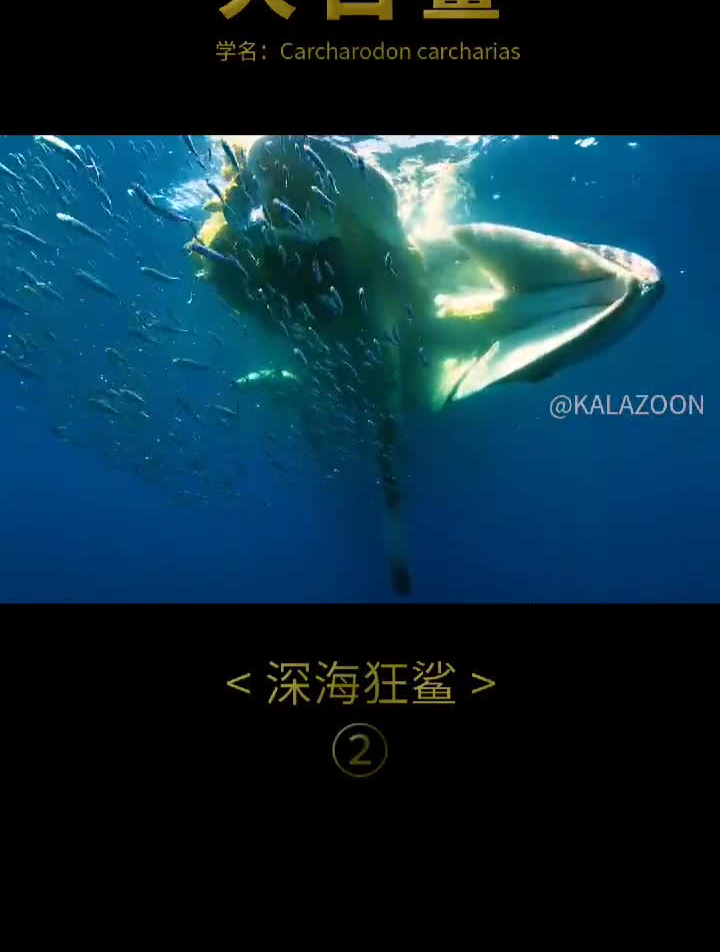 鲸鱼的脂肪是大白鲨最爱吃的食物之一大白鲨的餐桌礼仪高清