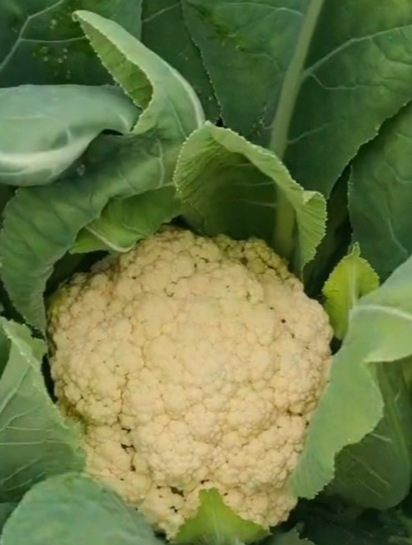 种植花菜教你“一招技巧”,学会方法很关键,长势好产量翻倍!