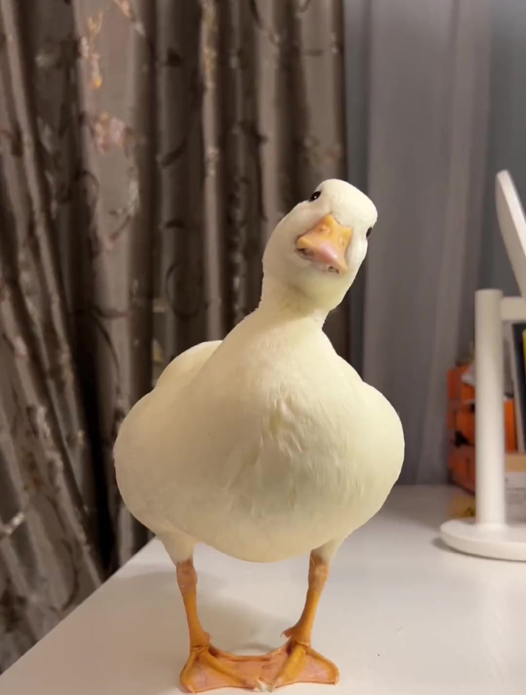 脑花都要拍散了鸭