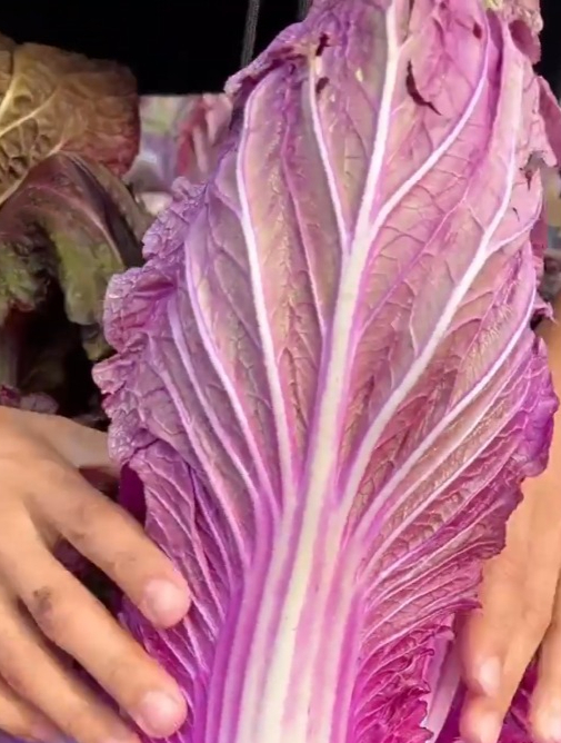 白菜中的“天花板”紫白菜,生吃嘎嘎香,紫色的显得与众不同!