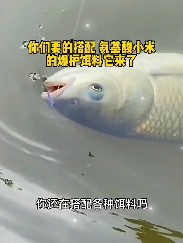 春季钓鱼用氨基酸的鱼饵效果最好?其实都错了,“秘诀”在这!