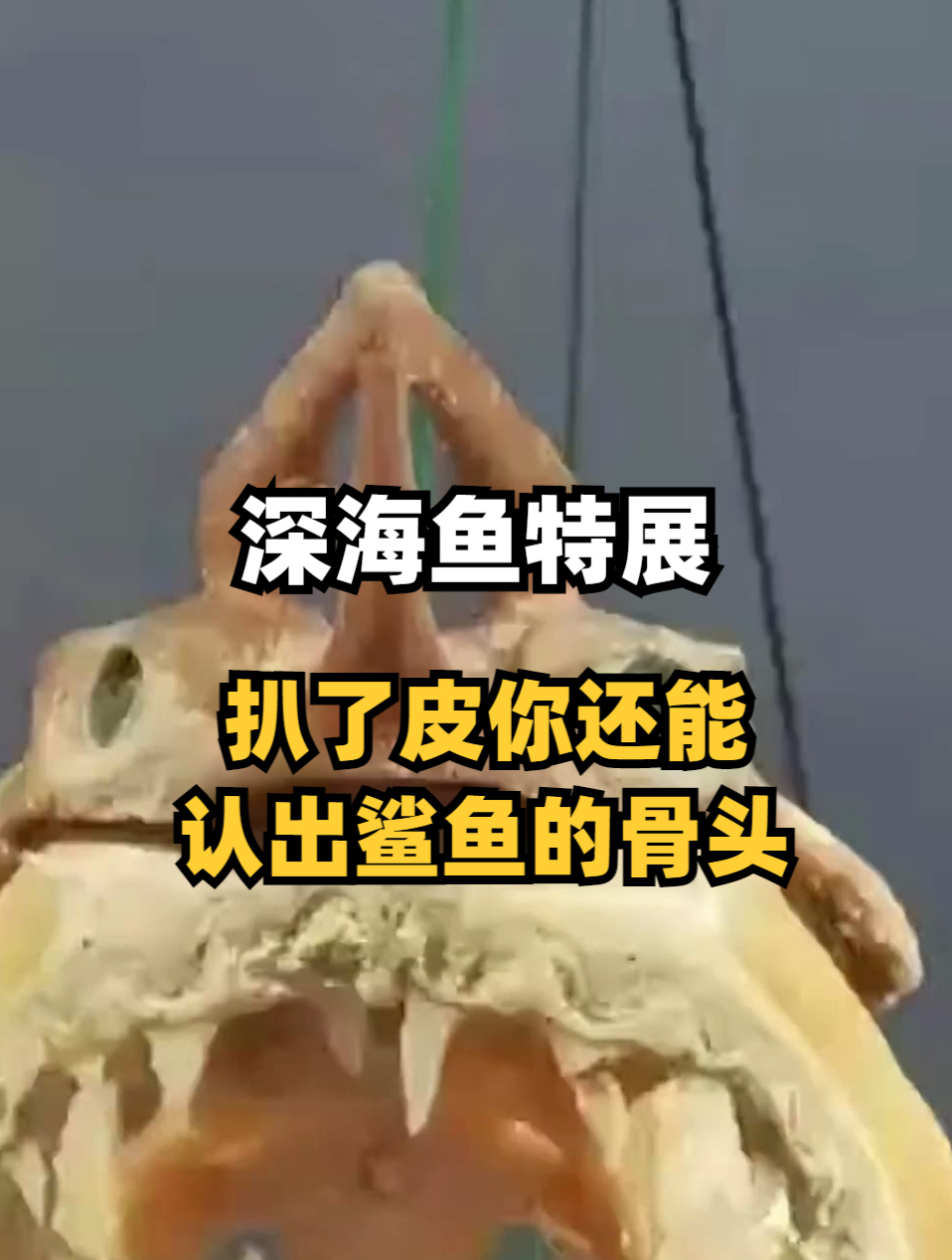 深海鱼特展,扒了皮你还能认出鲨鱼的骨头?