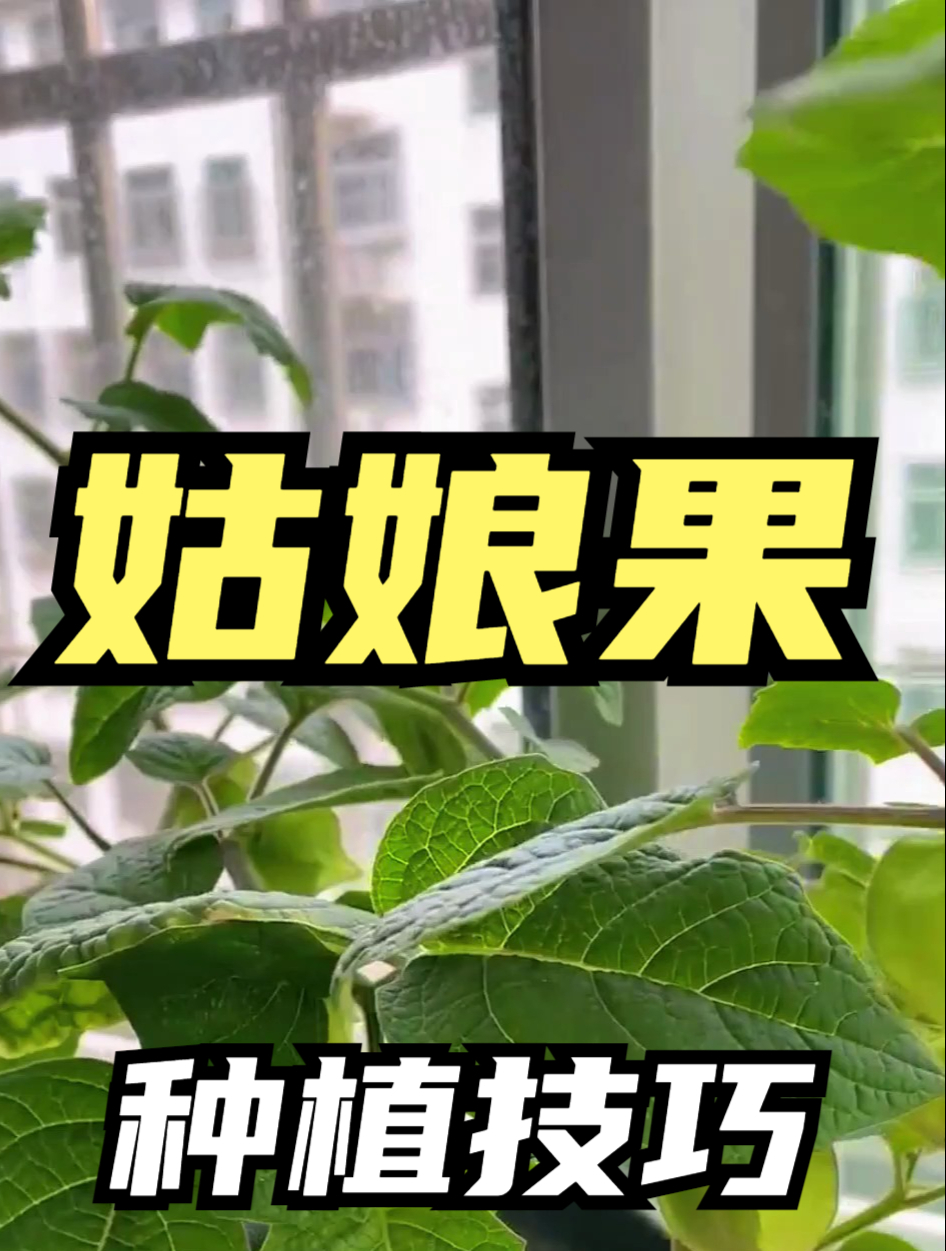 香香甜甜的姑娘果,要学会这么种,才能结出更多果实!