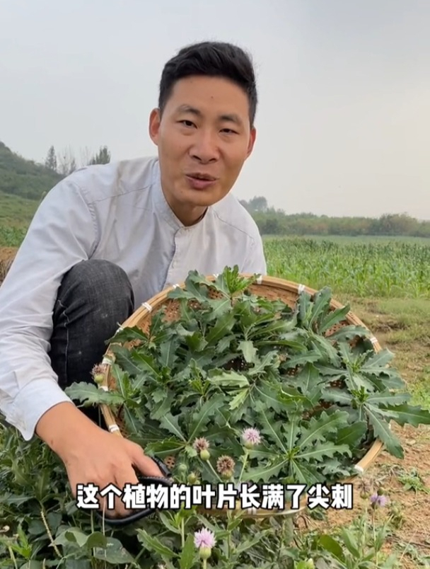 刺菜是小蓟的别名,我们当地人称为七七芽,是一种极为优质的野菜