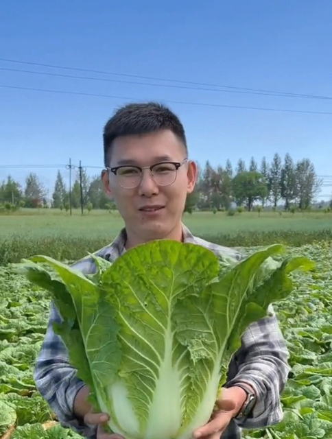 胶州大白菜最出名,个头大叶子多,现在畅销全世界!