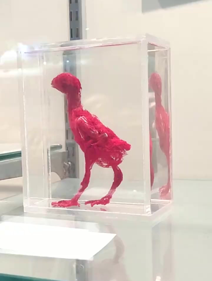 雏鸡的全身血管,雏鸡血液占体重的5%,成年鸡为9%