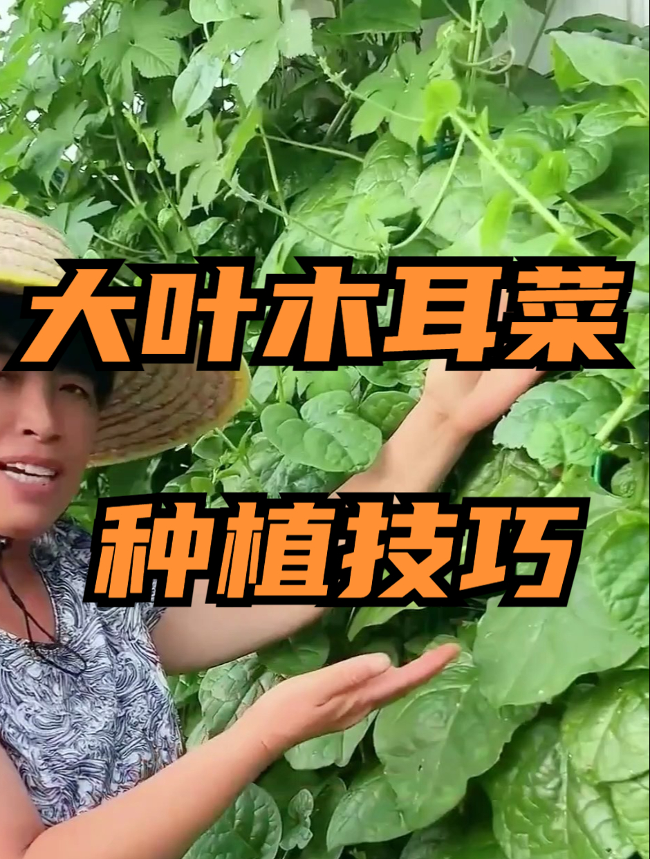 要想大叶木耳菜枝繁叶茂,除了“种”,“剪”也很重要!