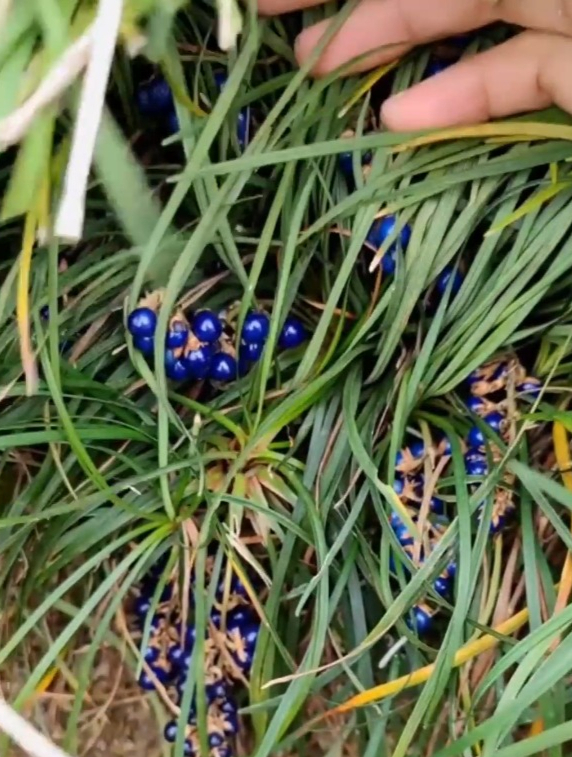 长得像韭菜的“麦冬草”,是一种你经常见又不认识的中药材!