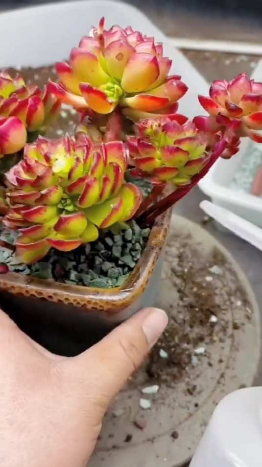 种好一盆多肉到底有多简单,看看养肉达人,一分钟就种好了一盆!