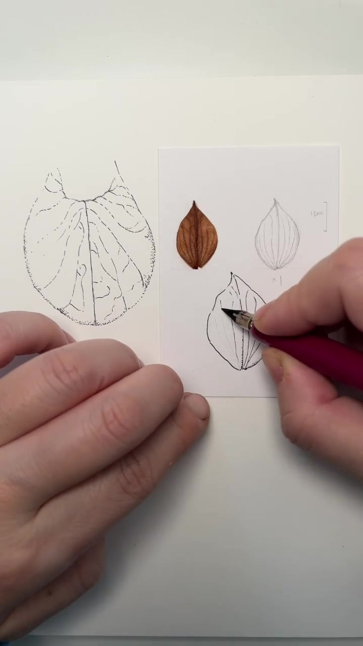 自然笔记,植物科学画