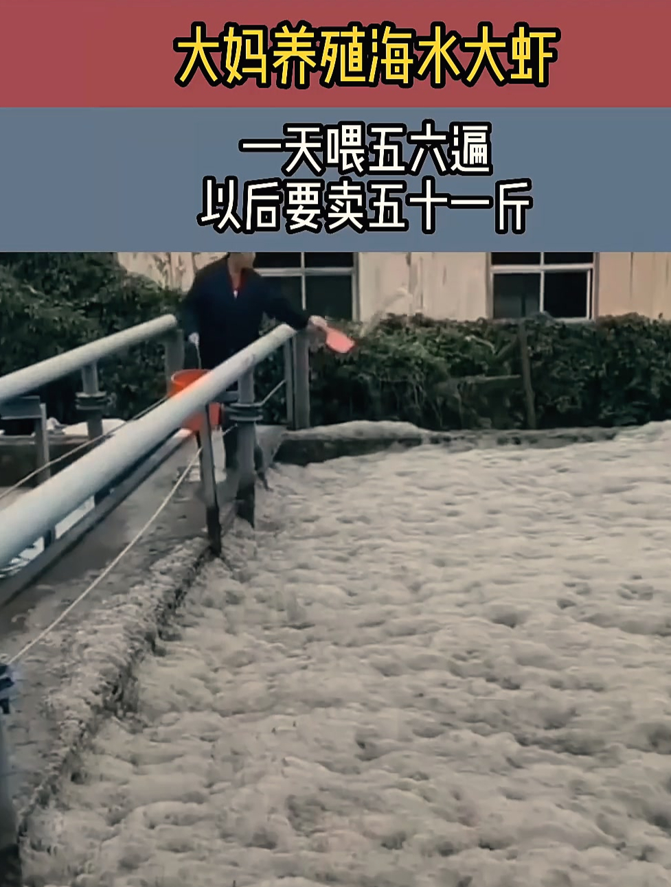 大妈养殖海水大虾,一天喂五六遍,以后要卖五十一斤