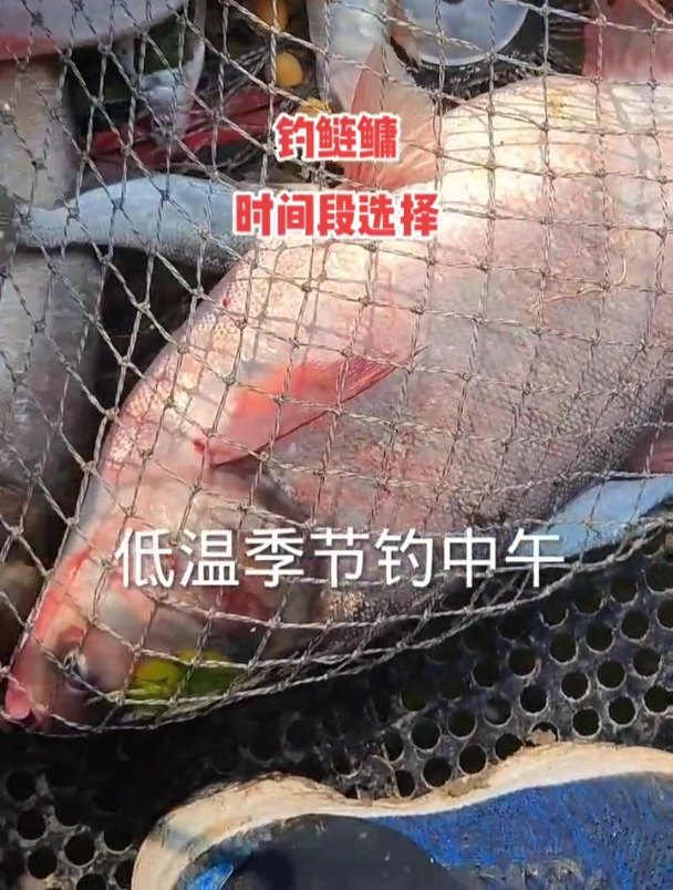 钓鲢鳙想要渔获好,除了好钓点,选择适合的时间段也很重要!