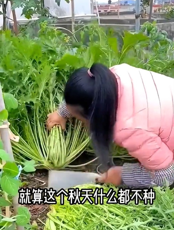 这种野菜,常用来制成酸菜、梅干菜,农村遍地都是,却没人认识