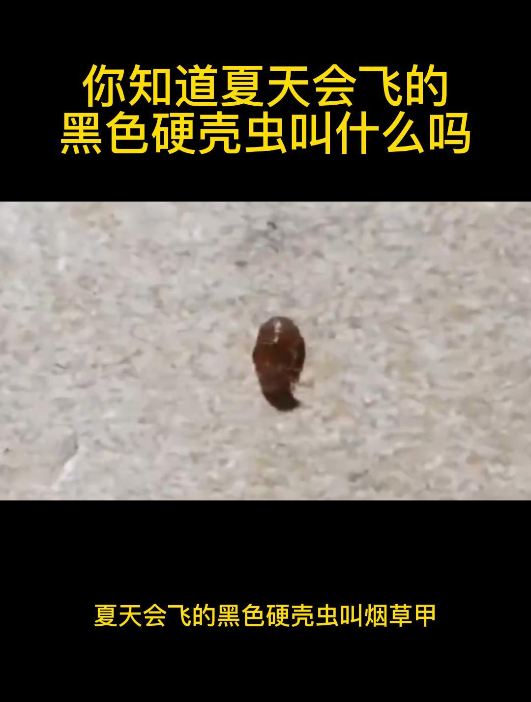 你知道夏天会飞的黑色硬壳虫叫什么吗