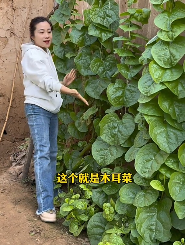 会爬藤的“猪耳菜”,营养价值高,适合种在小院采收期长