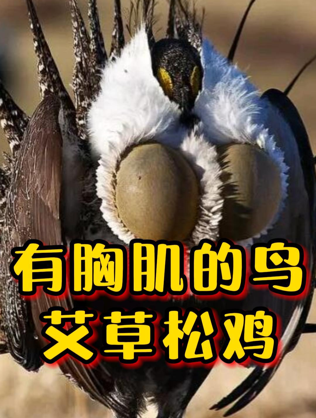 艾草松鸡的胸肌,有多浮夸?