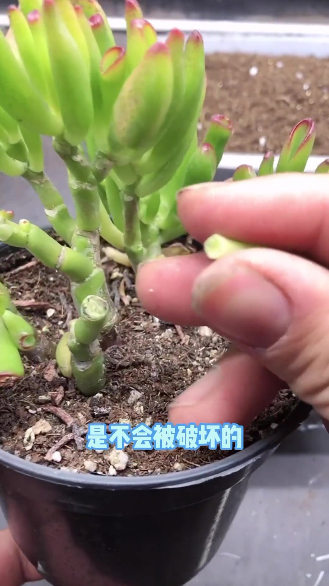 关注我!每天分享多肉种养知识 多肉植物 精品多肉