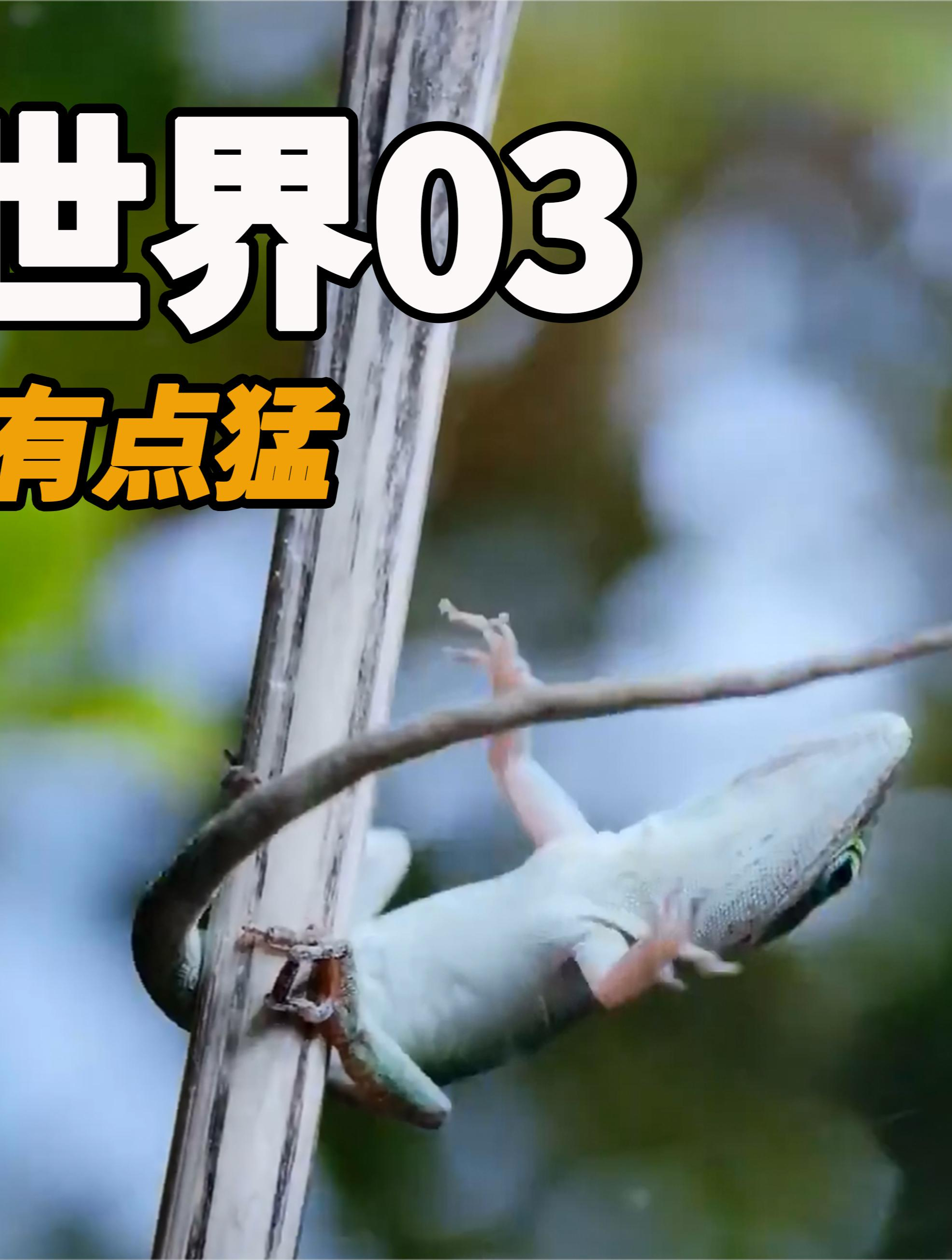科奎蛙硬刚蜗牛,鰕虎鱼攀爬百米瀑布,树蜥在飓风下挣扎6