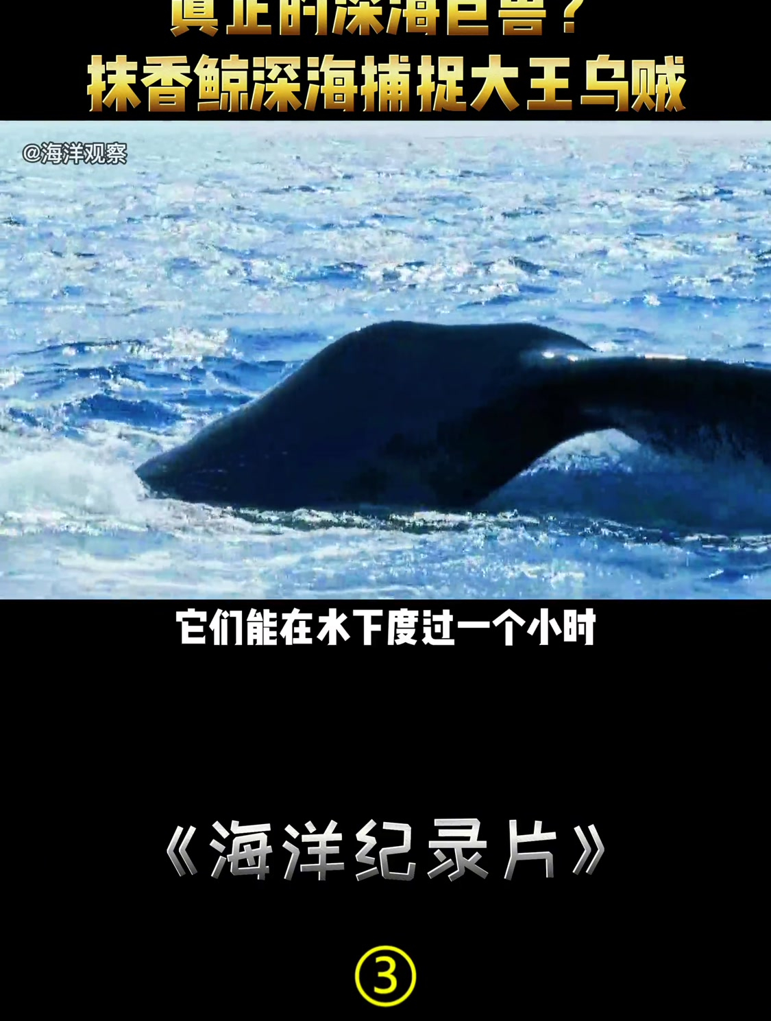 抹香鲸深浅捕食大王乌贼……抹香鲸