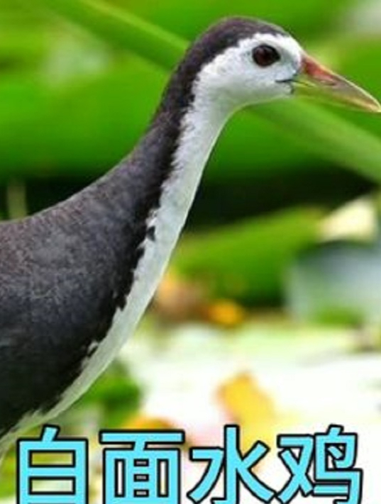 白面水鸡内卷成为人类朋友,助人类诱捕同类.(1)