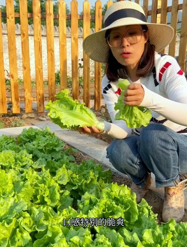 韩国生菜涨到300韩元一片!中国一捆几毛却无人食用,这是为何?