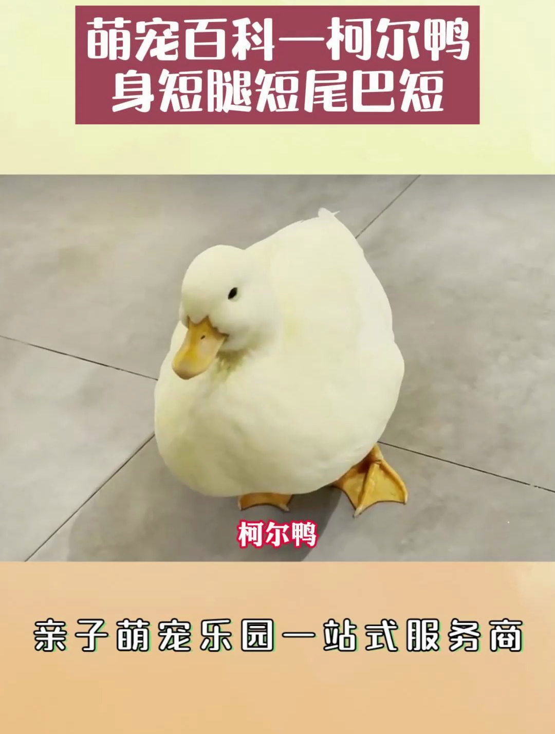 萌宠百科-柯尔鸭