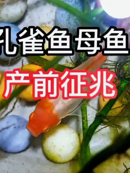 如何判断孔雀鱼母鱼快要生了?记住四点你就会了,孔雀鱼产前征兆