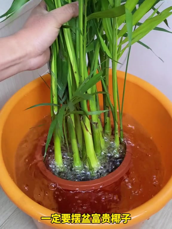 冬天客厅什么都不养,一定养盆富贵椰子