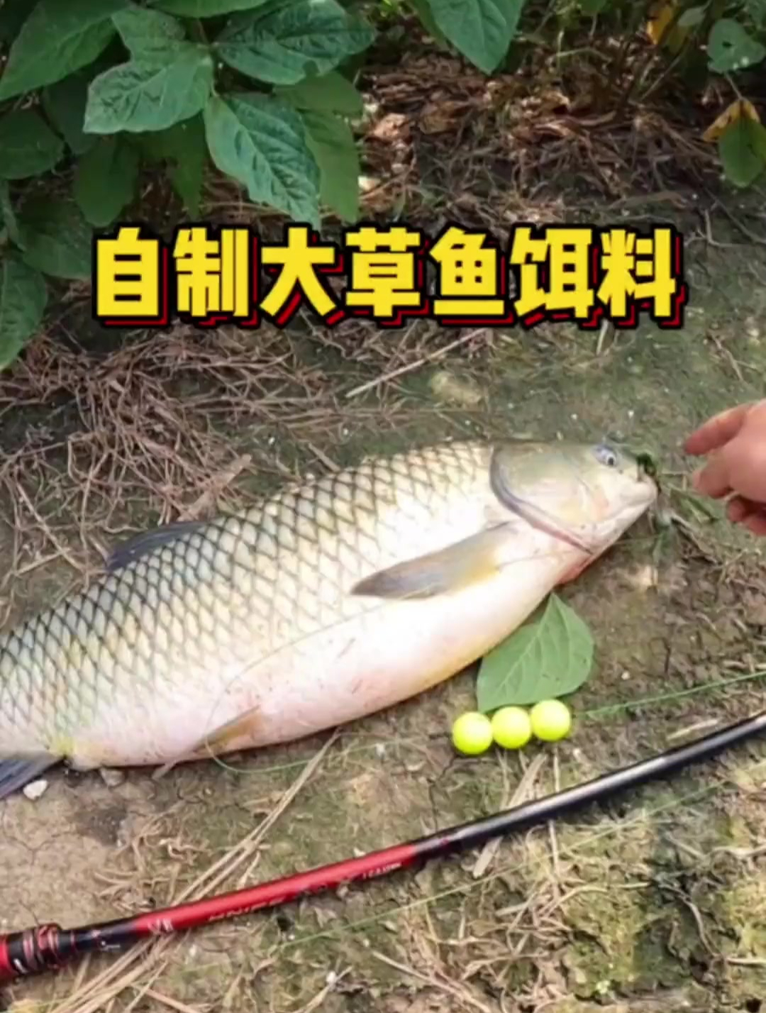 草鱼爱吃草是它的天性,最爱吃的是香菜,饵料制作方法分享给大家