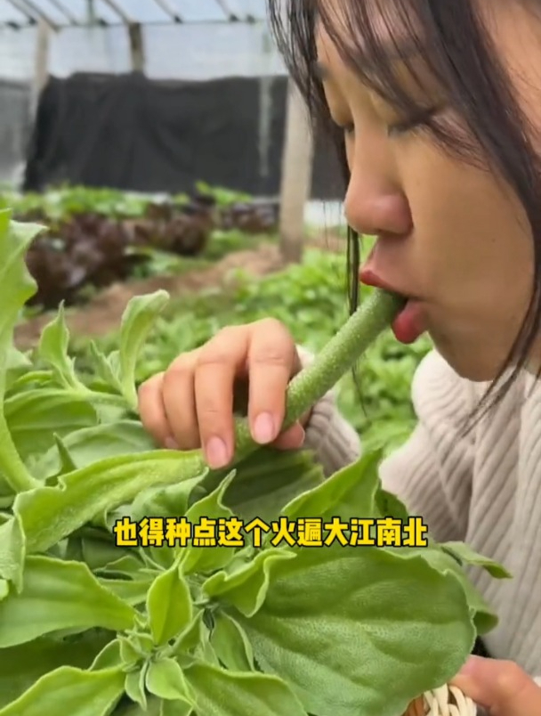 路边常见的野菜,被农村人当成喂猪菜,其实是一种珍贵中药材