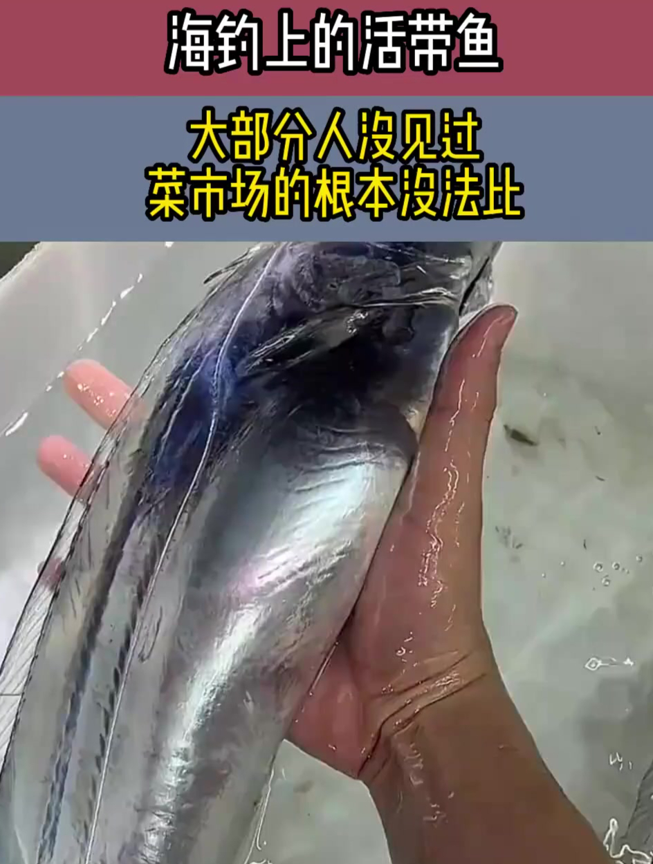 海钓上的活带鱼,大部分人肯定没有见过,和菜市场的根本就没法比