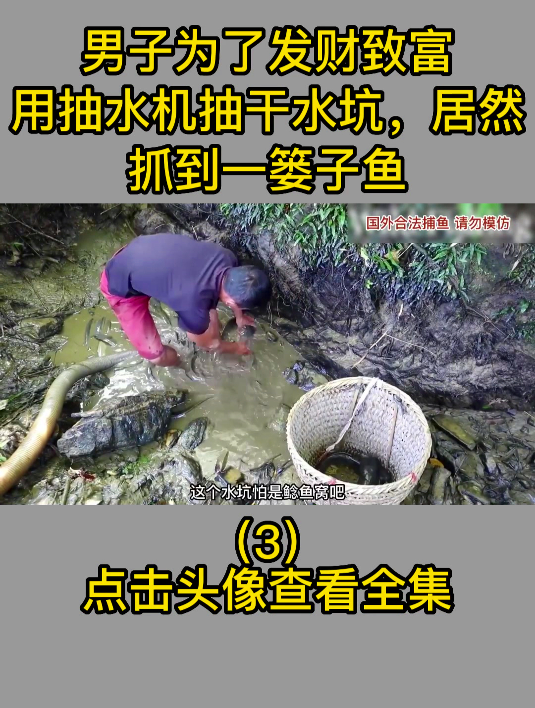 男子为了发财致富,用抽水机抽干水坑,居然抓到一篓子鱼3