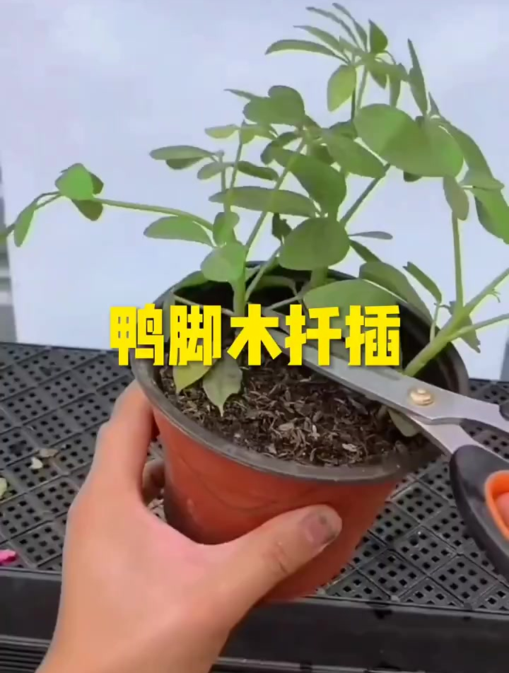 花卉绿植 分享家庭养花知识 鸭脚木扦插