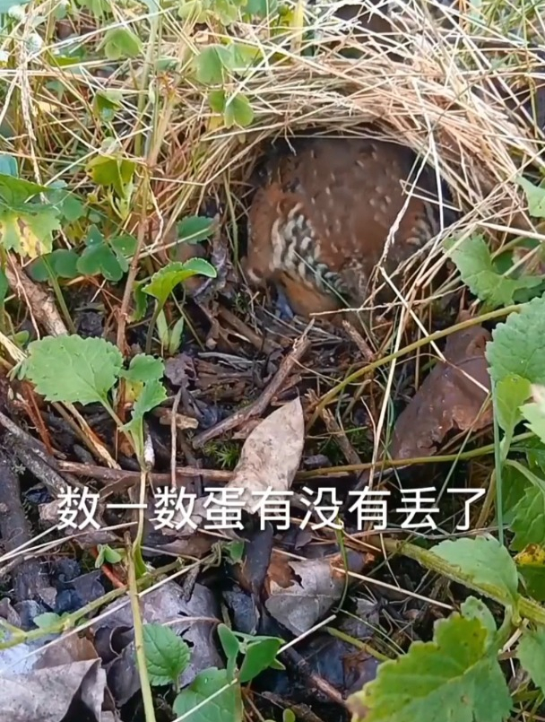 野鸡仔妈妈太细心了,每次回家都要数一数!