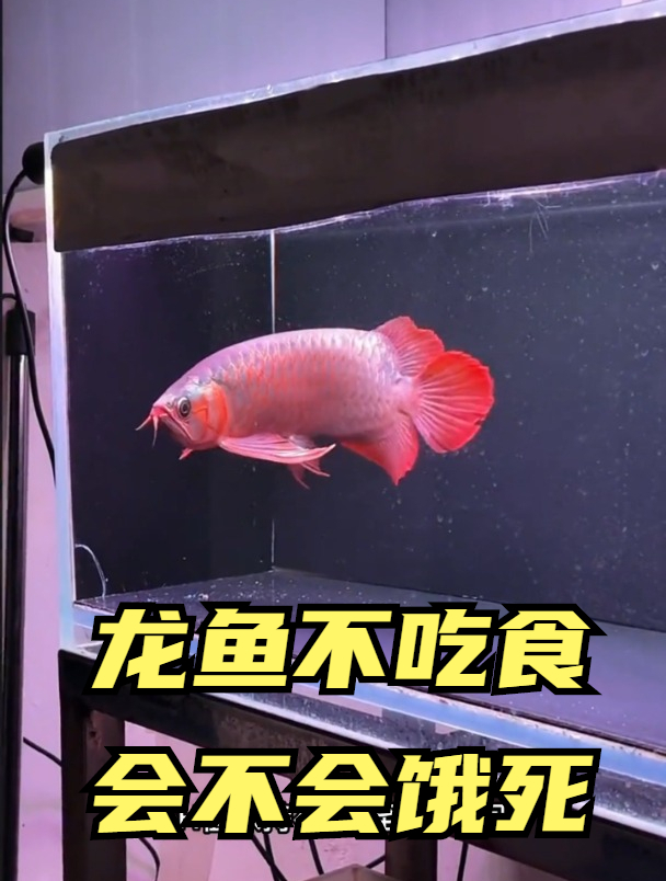 你们说龙鱼不吃食会不会饿死?
