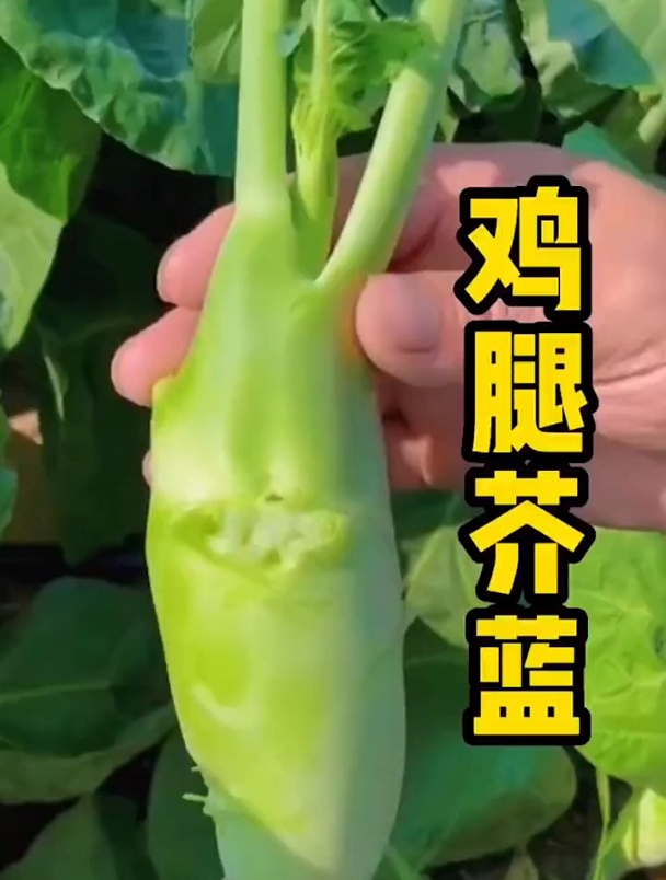 比肉还好吃的蔬菜,它就是“鸡腿芥兰”,这可不是普通的蔬菜!
