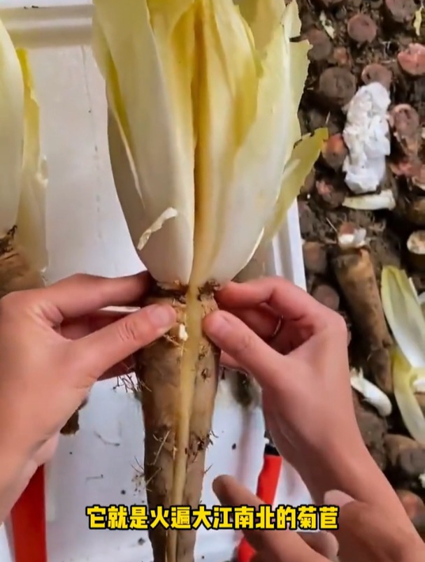 这种菊苣菜,又像萝卜又像“娃娃菜”,农户:价格还不低