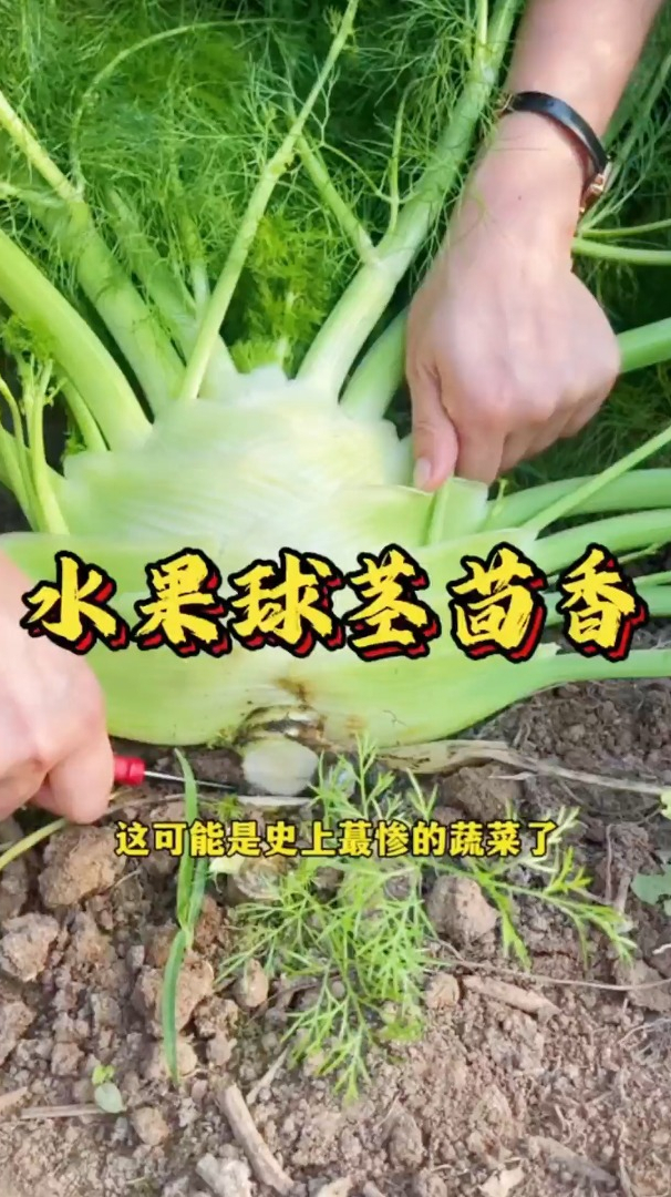 这个蔬菜真是“宝”，种子和根都能吃，它的大肚子里面都是营养！