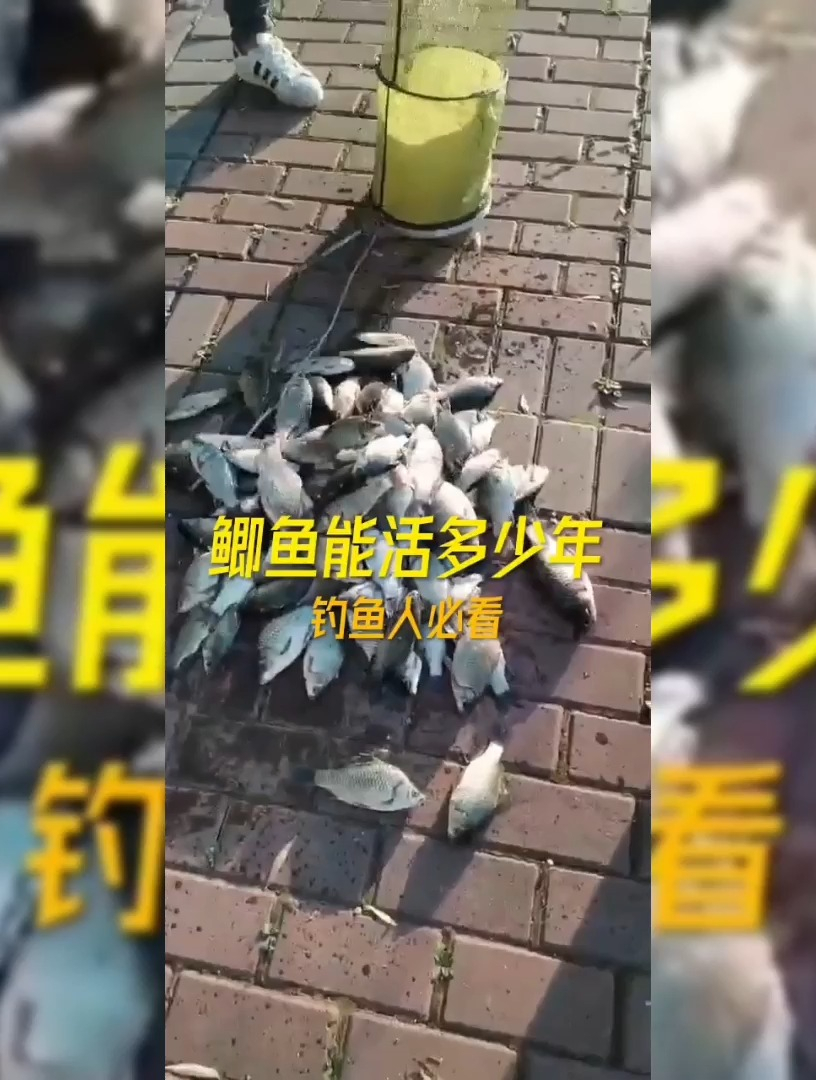 鲫鱼能活多少年?这个你知道吗(1)