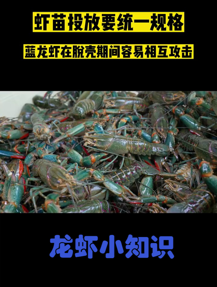 如何降低脱壳期间的损耗率?蓝龙虾、澳洲淡水龙虾养殖