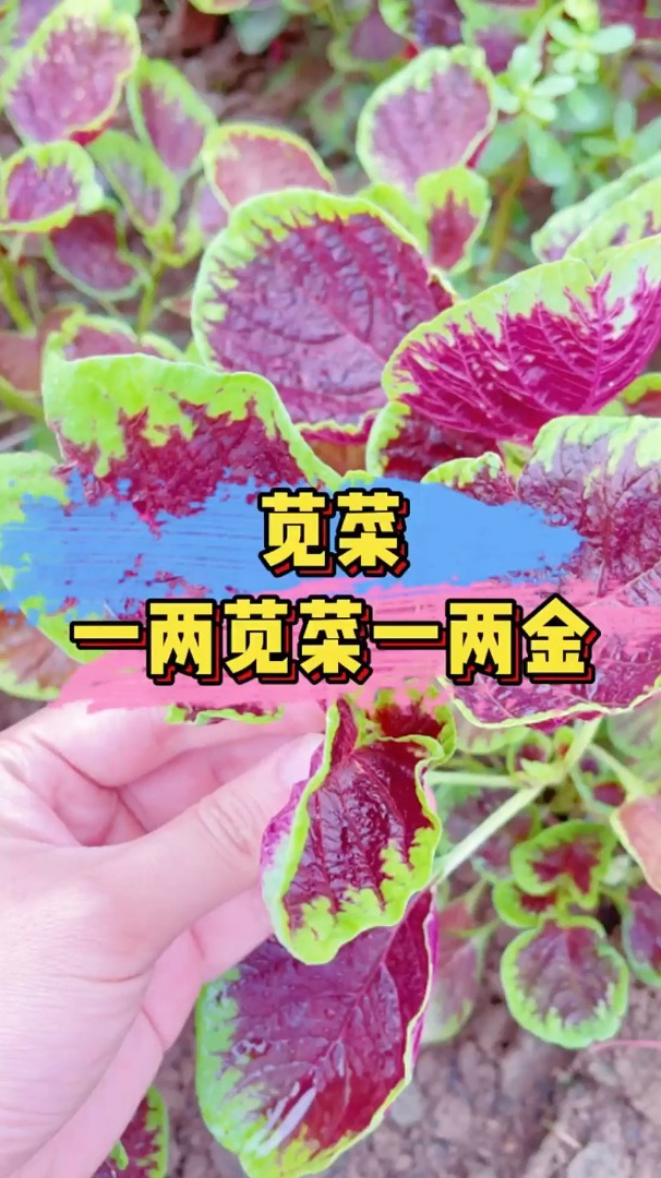 一两苋菜一两金,古代的长寿草,现代的女人菜,说的就是花苋菜!