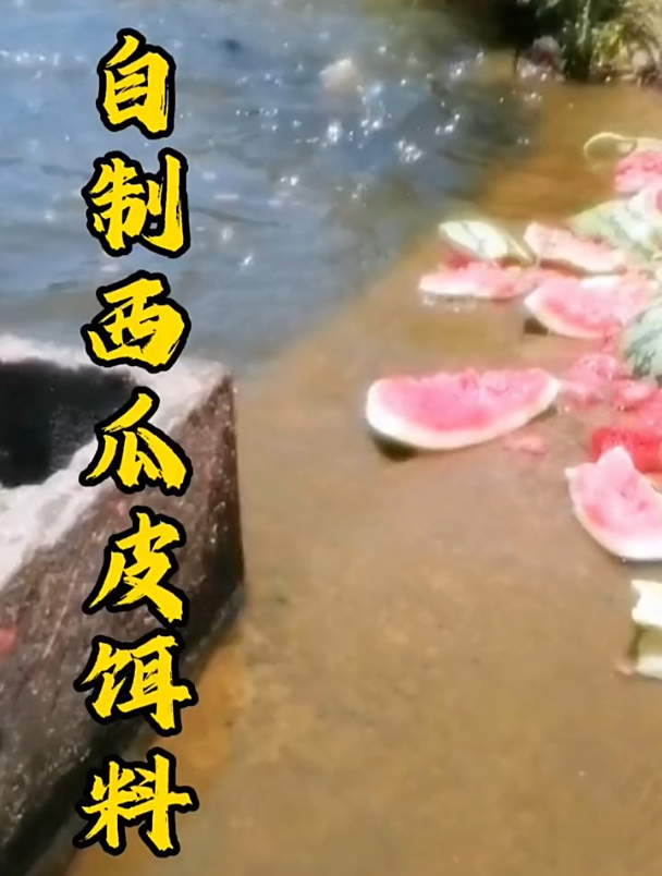 西瓜皮才是夏秋季钓鱼最好的饵料?实测出成本不到2块钱却有奇效